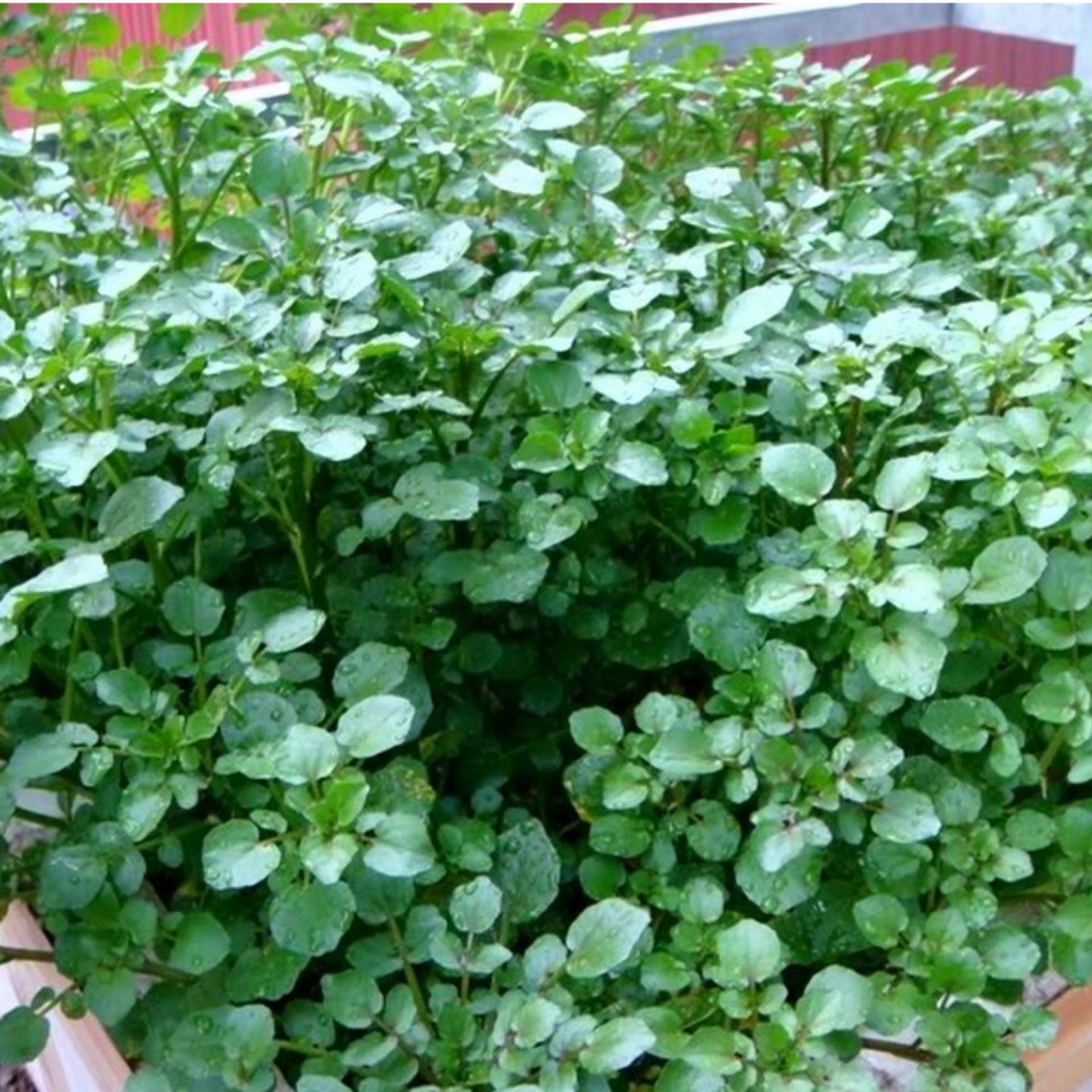 HẠT GIỐNG RAU CẢI XOONG DỄ TRỒNG