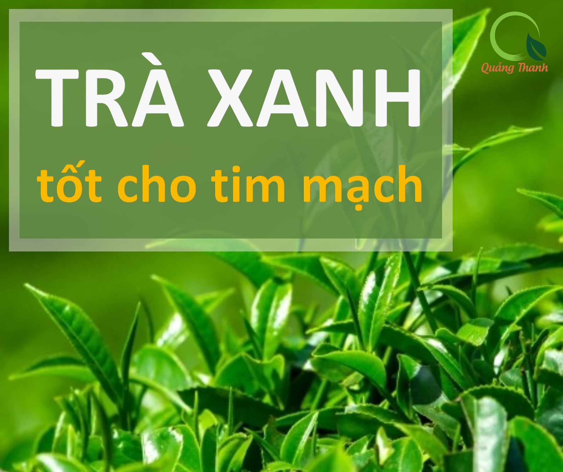 Bột Trà Xanh