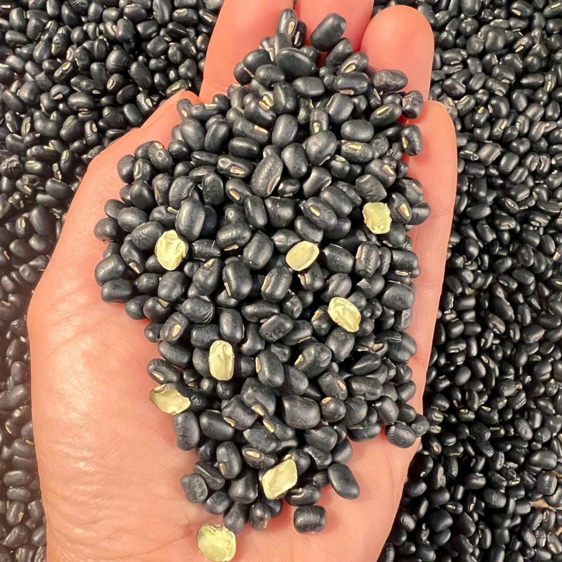 Organic Green Black Beans with Small Seeds (500g, 1kg) Purebred from the Northwest Highlands Used to Make Roasted Black Bean and Brown Rice Tea