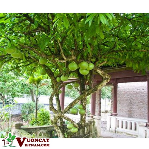 Cây giống cây đào tiên , cam kết chuẩn giống