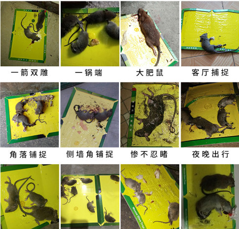 Keo dính chuột - keo bẫy chuột siêu dính có thể tái sử dụng -bán buôn 247