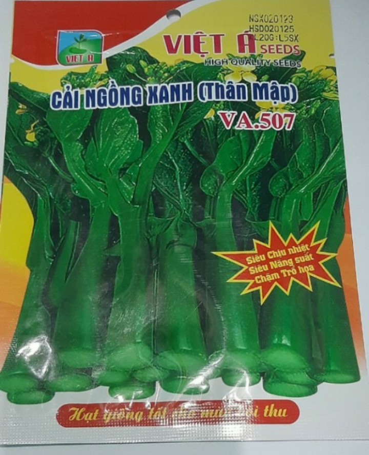 Hạt giống rau cải ngồng F1