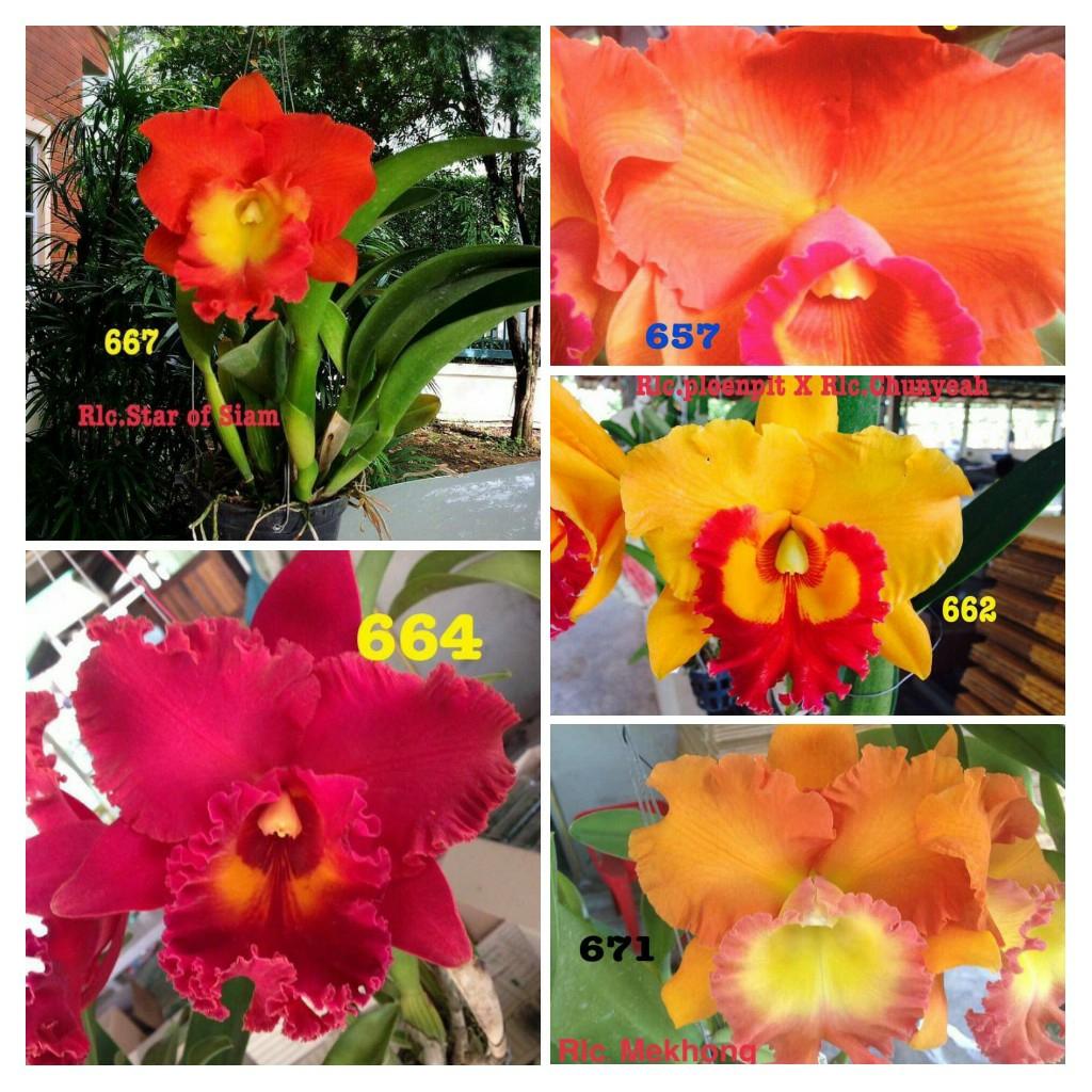 5 Cây Cattleya Hàng giống nhập Thái lan Cattleya là giống lan có hoa đẹp nhất nên được gọi là hoa Hoàng hậu của các loài hoa