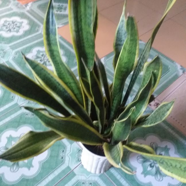 Cây lưỡi hổ lá dài