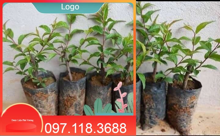 01 cây giống nhất chi mai 15cm, cây nhỏ xinh có bầu rễ chắc chăn. đảm bảo sống 💯% lh 0971183688