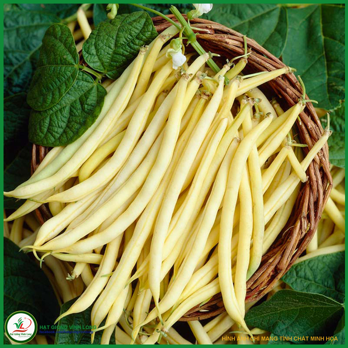 Hạt giống Đậu cove bụi vàng RD 778 - 20g