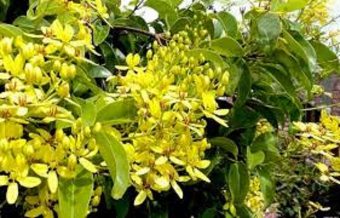Bầu hoa leo mai hoàng yến vàng-bầu cây lớn + tặng 2 cây quế giống