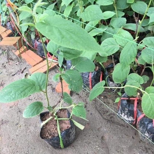 Cây giống kiwi xanh, đỏ, vàng - hàng cây giống f1
