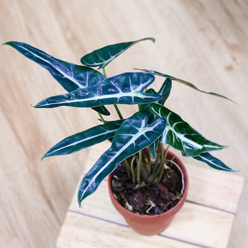 Cây Môn Quan Âm Bambino Lá Hẹp - Alocasia Bambino Narrow Leaf