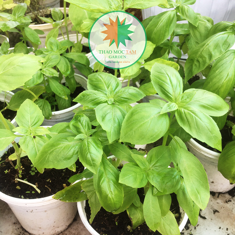 Chậu Cây Gia Vị Basil – Gia vị âu dùng tăng hương vị trong các món súp, xốt, pizza hay salad
