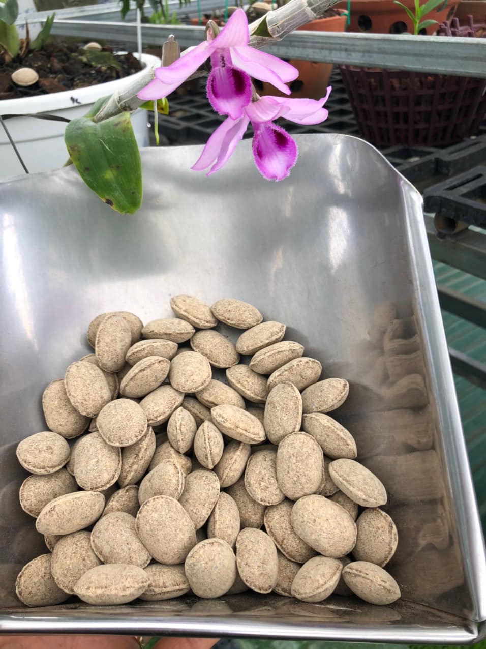 PHÂN HẠT BÀNG - Gói 500g - PHÂN BÓN TAN CHẬM CAO CẤP NHẬT WOODACE (WA) 12-6-6)
