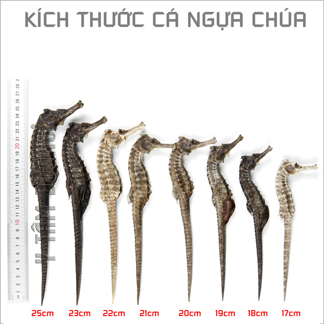 Cá ngựa chúa, các size từ 16cm đến 22cm