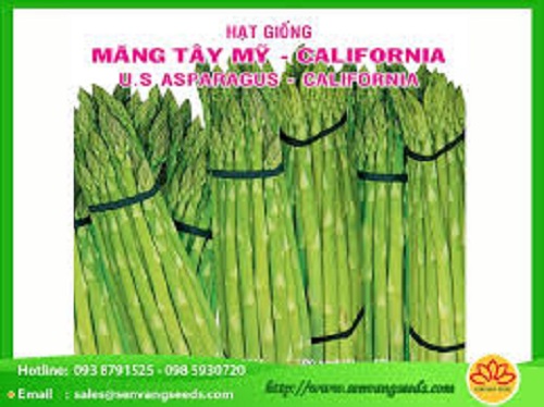 Hạt giống măng tây mỹ