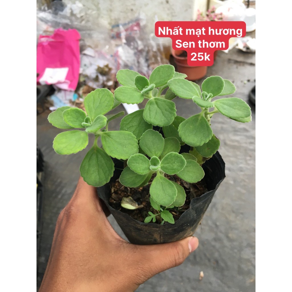 Nhất mạt hương sen thơm