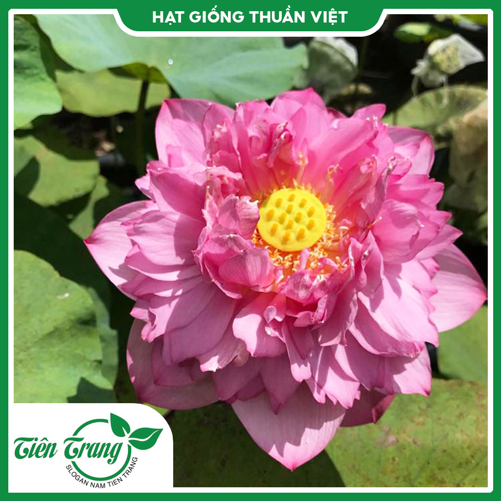 Hạt giống sen bạch diệp mĩ tn