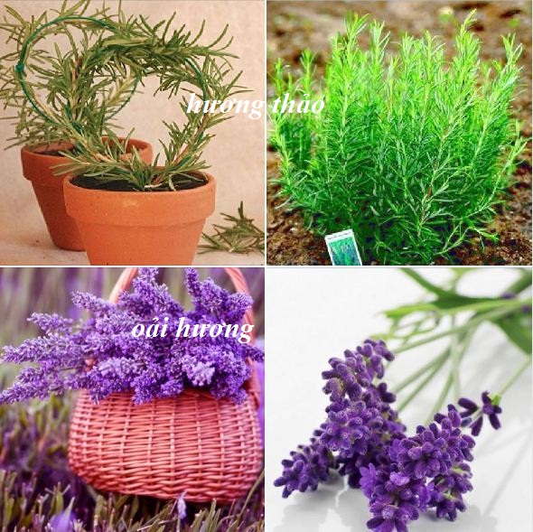 Combo 2 gói hạt giống đuổi côn trùng- ( 1 gói oải hương + 1 gói hương thảo )