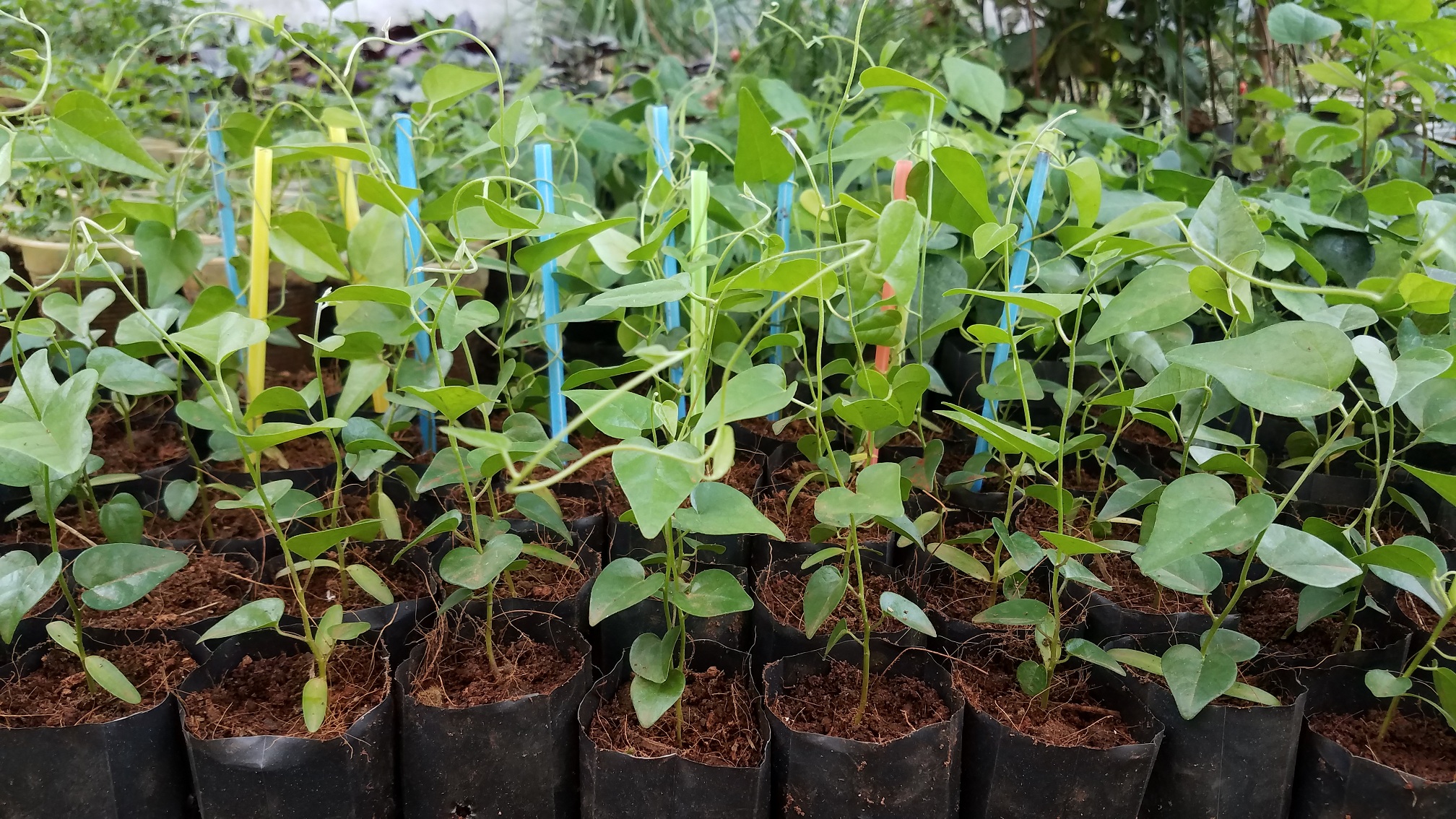 Cây sâm trơn (1 cây), sâm láng. sương sâm làm thạch