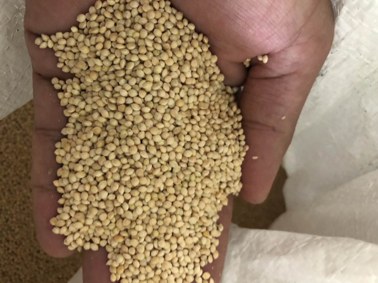Kê trắng cho chim, gà, hamster đóng gói 500g - 1kg