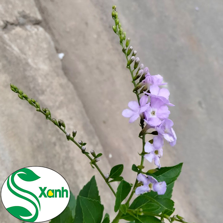 Cây chuỗi ngọc hoa tím