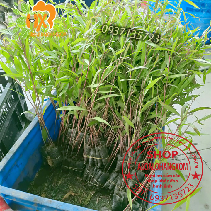 cây tràm úc cây giống-combo 50 cây