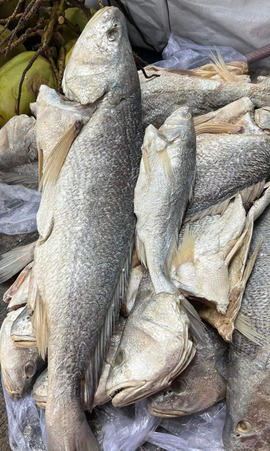 1Kg khô cá mặn, mắm cá sửu, khô cá sửu, hàng tươi ngon chất lương, khô y hình , Vựa Khô Bà Chín