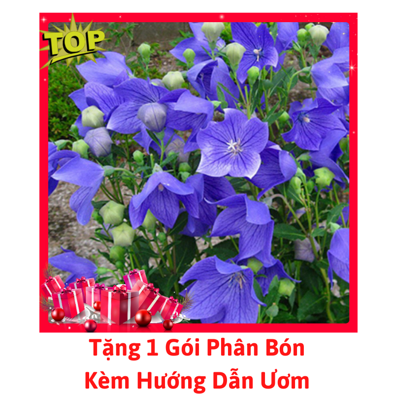 [Lấy mã giảm thêm 30%] Gói Hạt Giống Hoa Cát Cánh