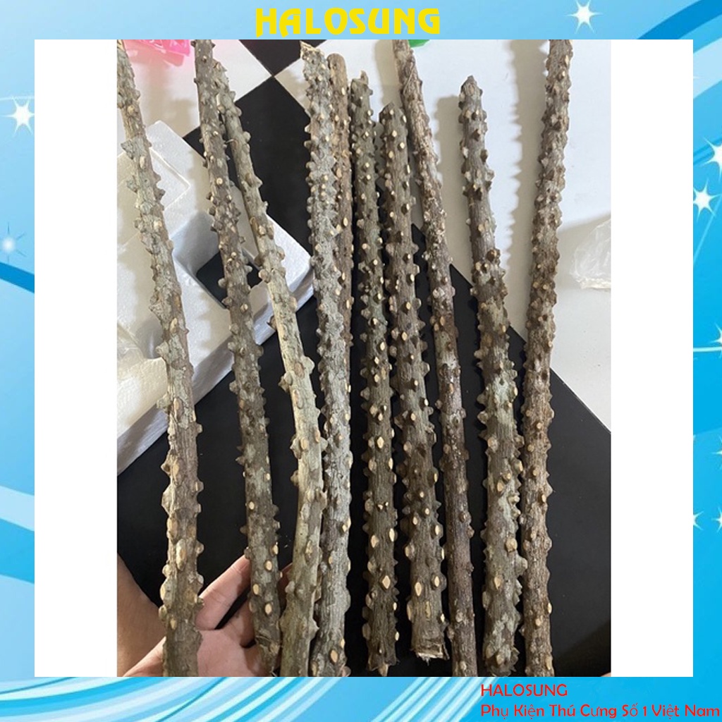 Cầu đứng Halosung cầu gạo thẳng cao cấp cho các loại chim PK138