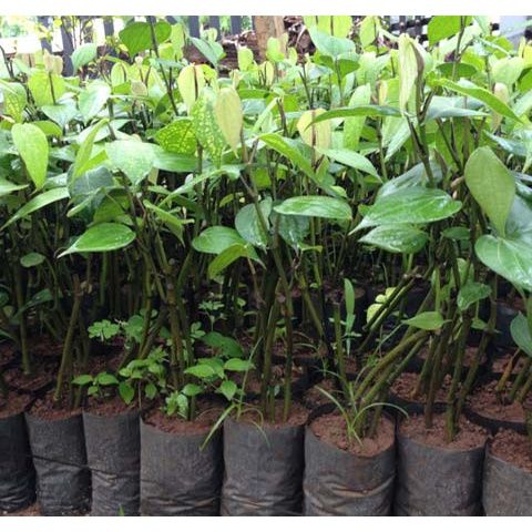 3 cây tiêu giống_cây giống cao nguyên xanh