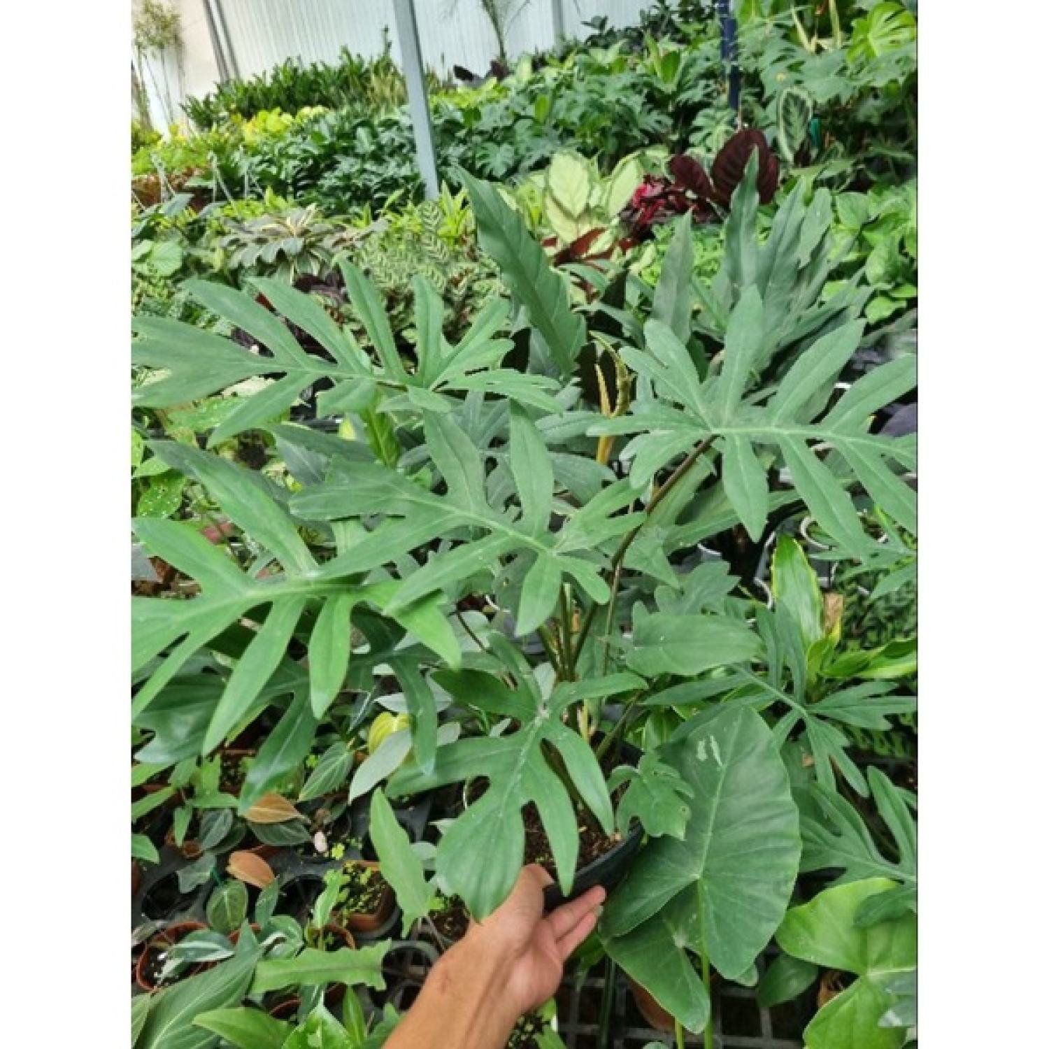Cây Philodendron mayoi