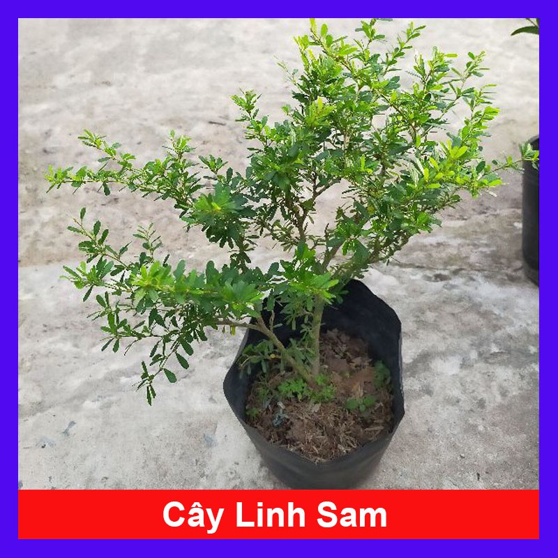 Cây Linh Sam - cây cảnh mini - cây cảnh để bàn - caykiengsadec