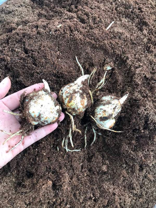 10 củ giống hoa ly lùn màu đỏ vàng cam hồng sẵn mầm cho hoa Tết