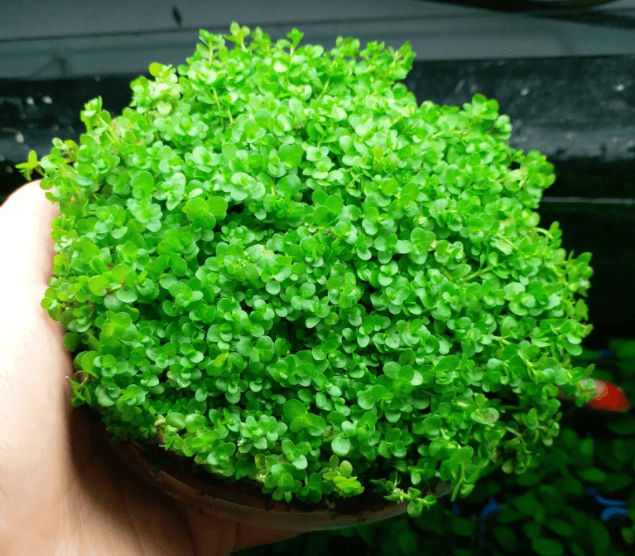 Trân châu ngọc trai thủy sinh