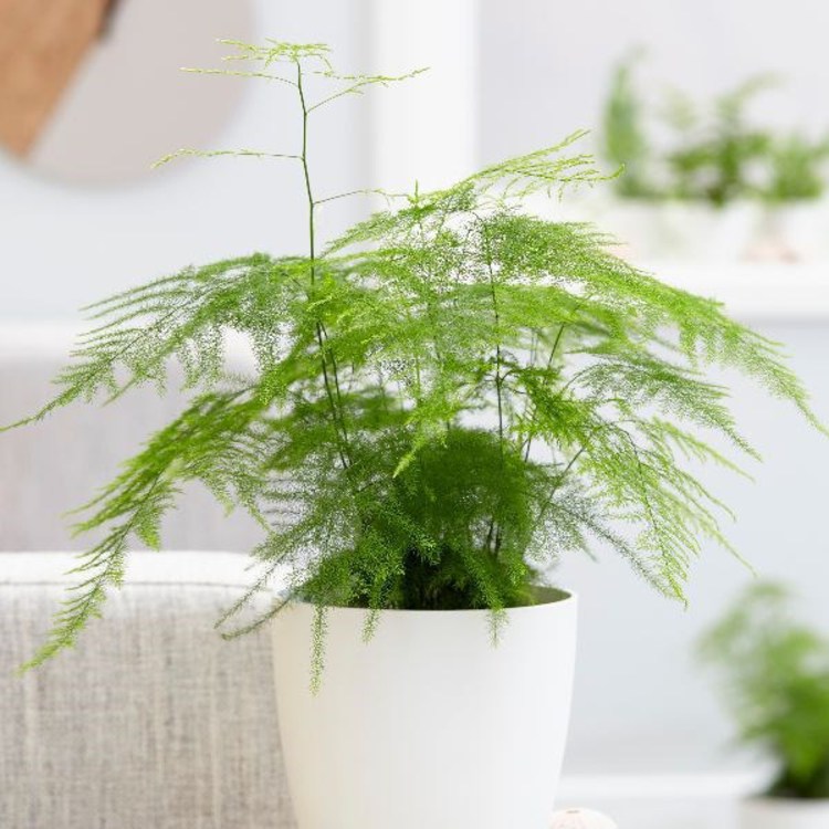 Cây thủy tùng chậu lớn nhiều thân - cây để bàn