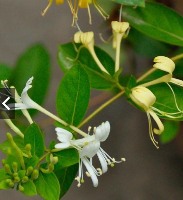 Hạt giống hoa Kim ngân