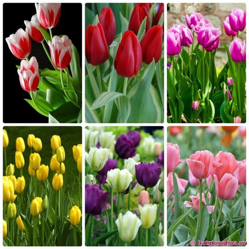 Set 5 củ hoa tulip -5 màu đỏ , vàng , cam,tím sọc , trắng đỏ lửa