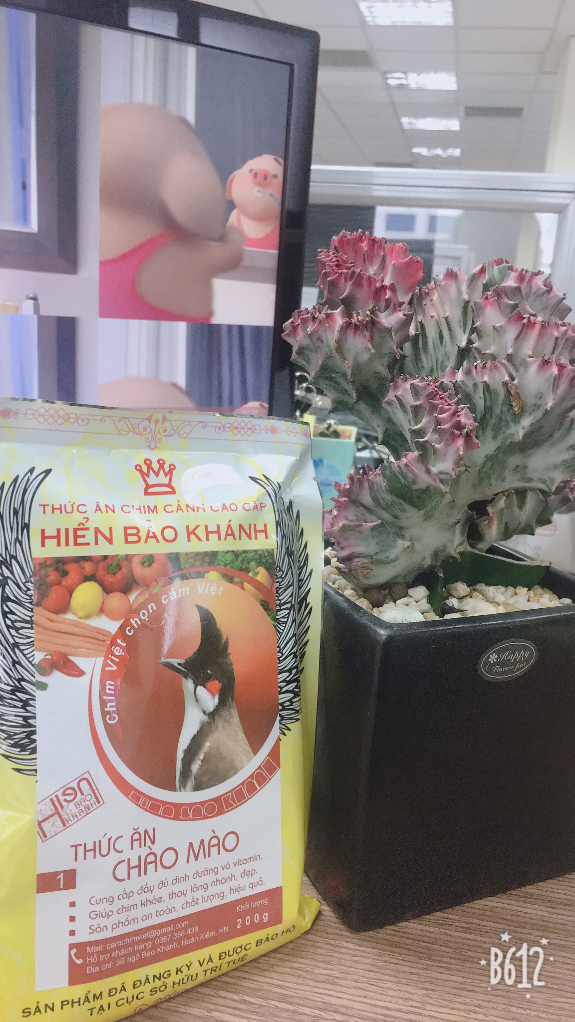 Combo 5 gói chào mào hbk số 1
