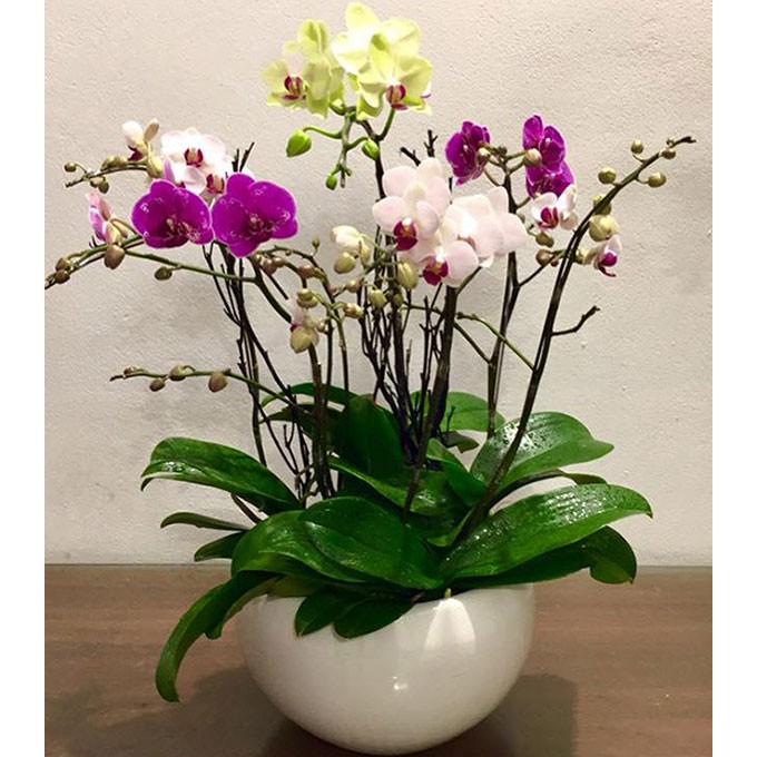 Hoa lan hồ điệp đại đã có ngồng