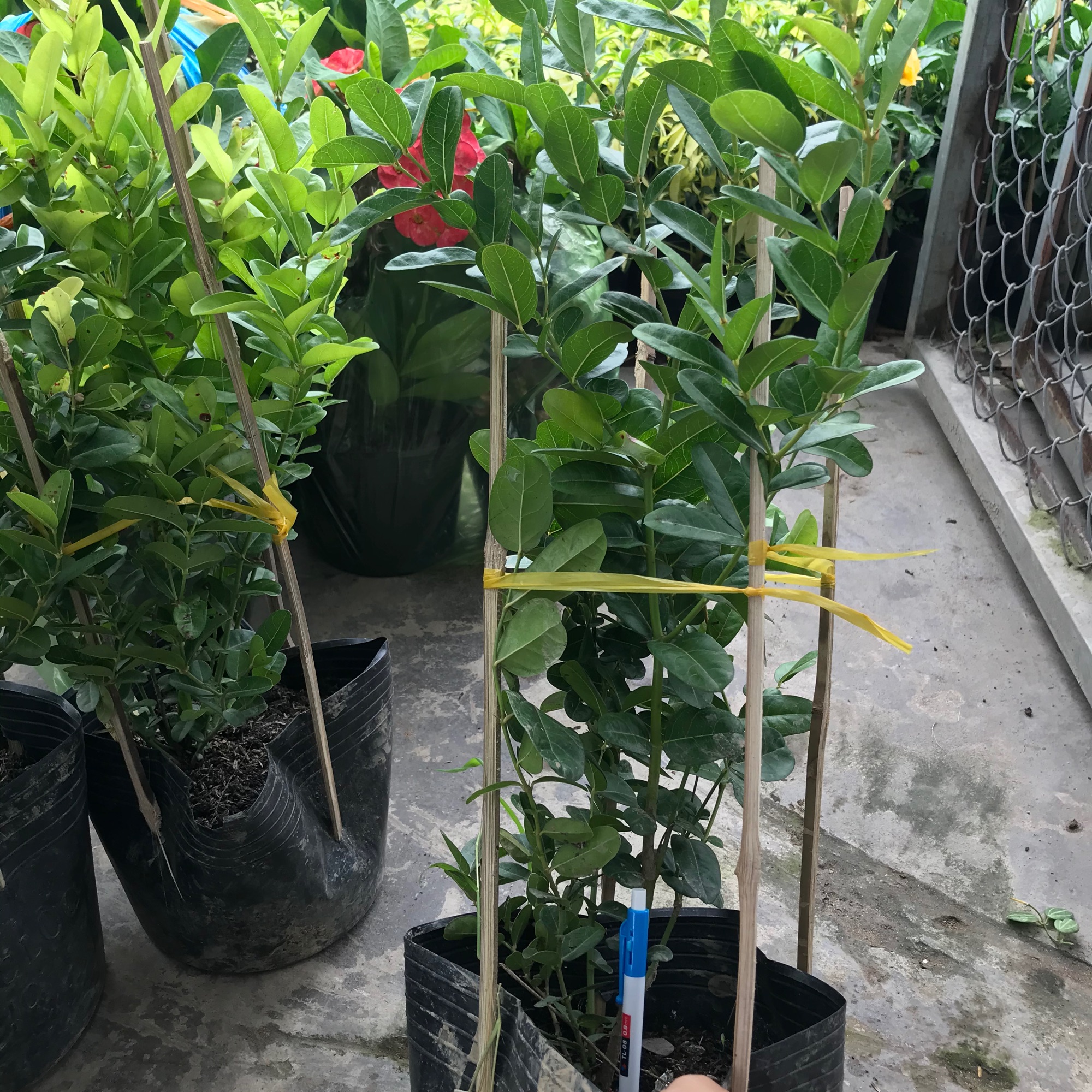 Cây siro + tặng phân bón cho cây