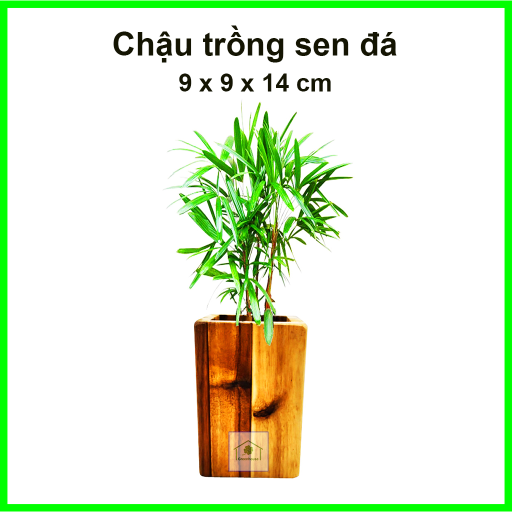 Chậu gỗ trồng sen đá, xương rồng, cây cảnh 10x10x14cm Greenhouse - Ngôi Nhà Xanh