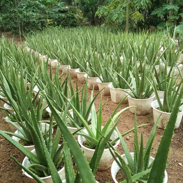 CHẬU CÂY NHA ĐAM THÁI, BẸ SIÊU TO,SIÊU DỄ TRỒNG, SIÊU NĂNG SUẤT, SIÊU KINH TẾ