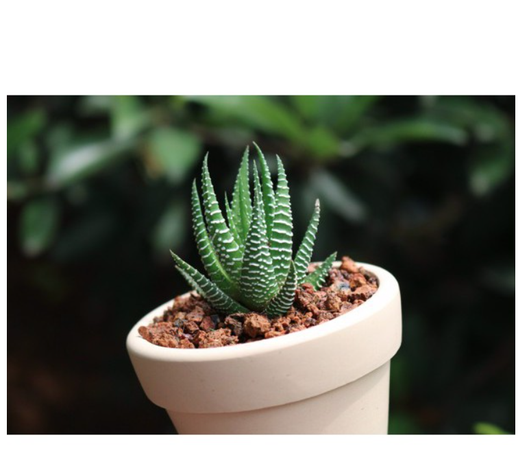 CÂY RỒNG - ĐÀ LẠT - LỖI 1 ĐỔI 1