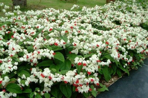 CÂY HOA TRINH NỮ, CÂY ĐANG CÓ HOA