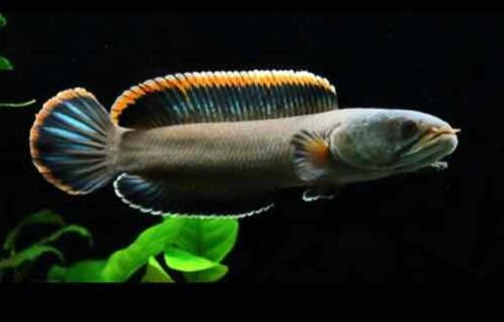 Cá lóc vây xanh size 12cm+ , cá khỏe màu sắc đẹp, hoàn tiền rủi ro - Q3 - 1