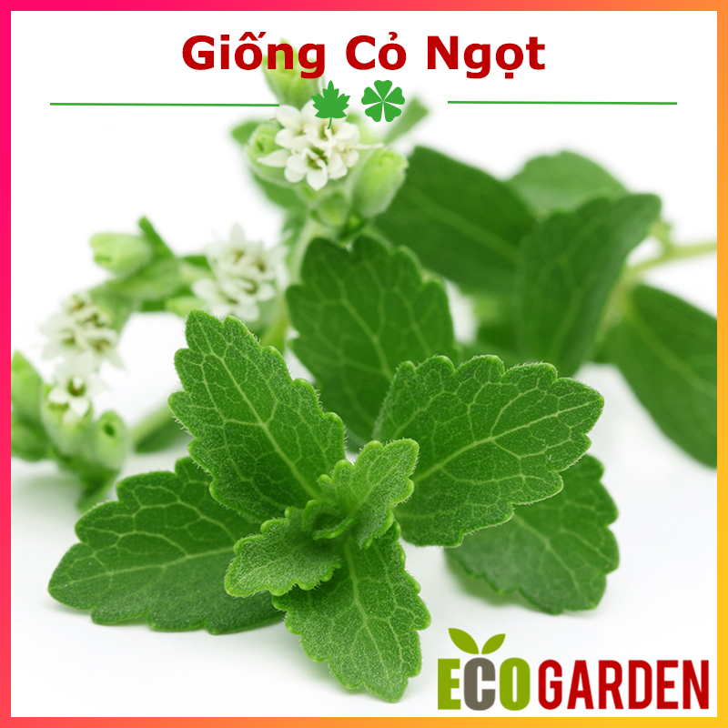 Hạt giống cây cỏ ngọt gói 5 hạt