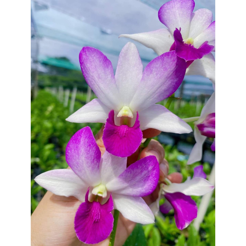 Ây Hoa Lan Dendro Pink Beauty, chậu cây trưởng thành