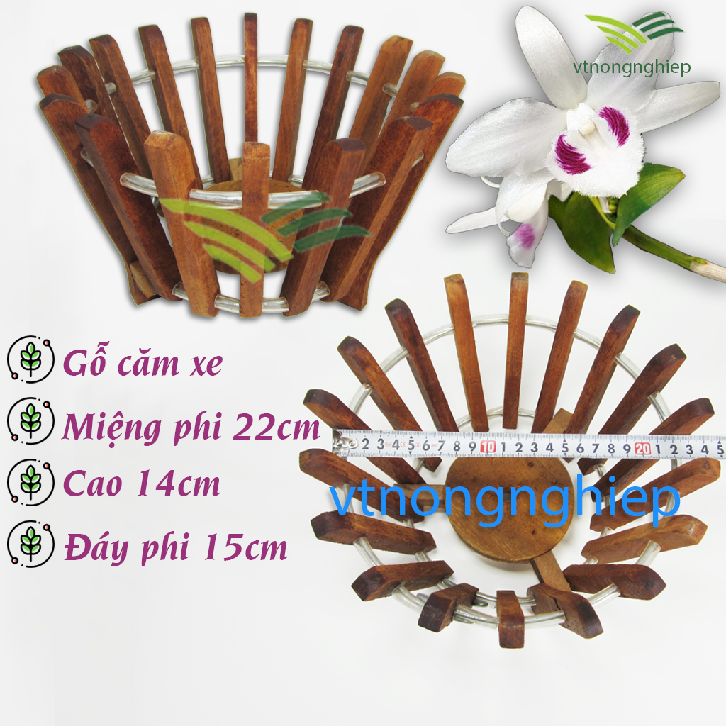 Chậu gỗ trồng lan phi 20cm , gỗ Căm Xe, mẫu vát nghiêng, chậu trồng hoa lan size lớn, gỗ cứng, lâu mục, chịu được mọi thời tiết