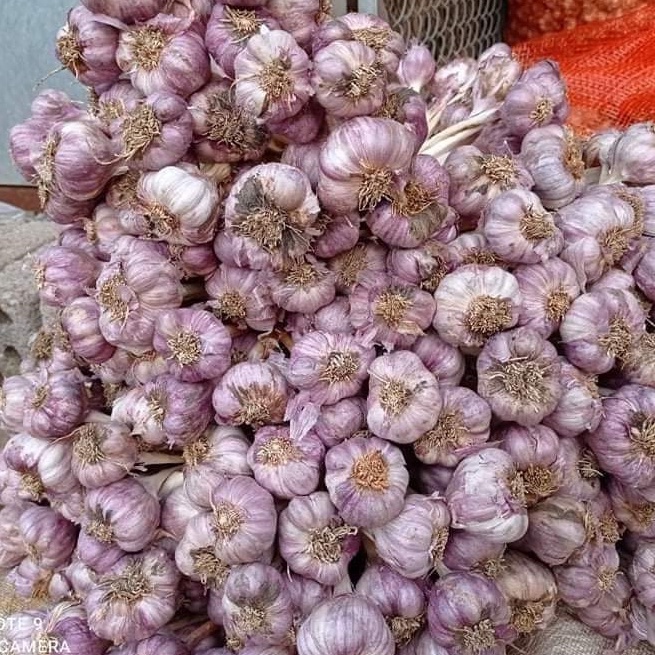 500gr tỏi tía khô bao chuẩn tỏi bắc thơm ngon Thiên Thảo Organic