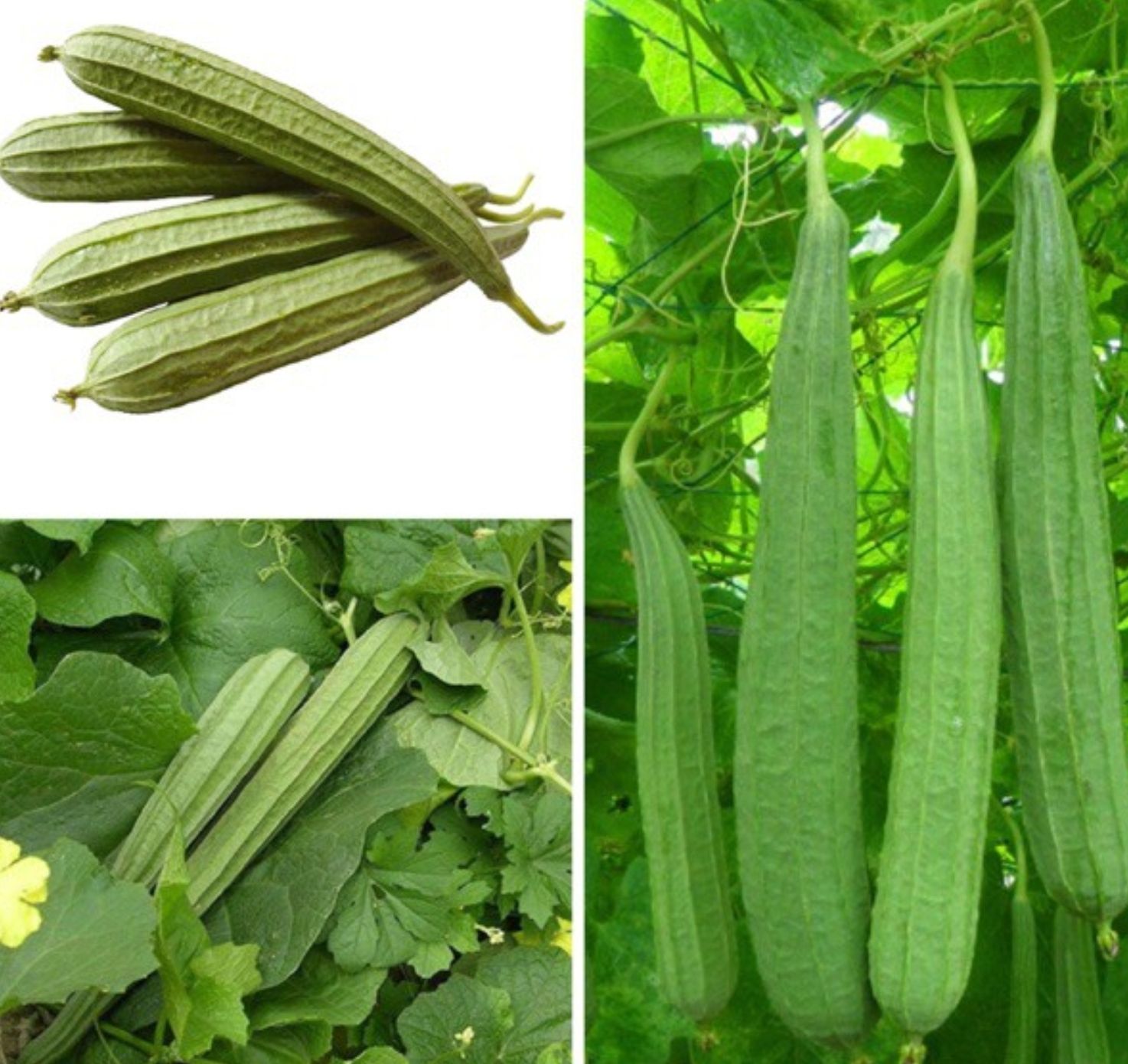 Hạt giống Mướp khía Thái Lan F1 Phunongseeds - gói 1gr