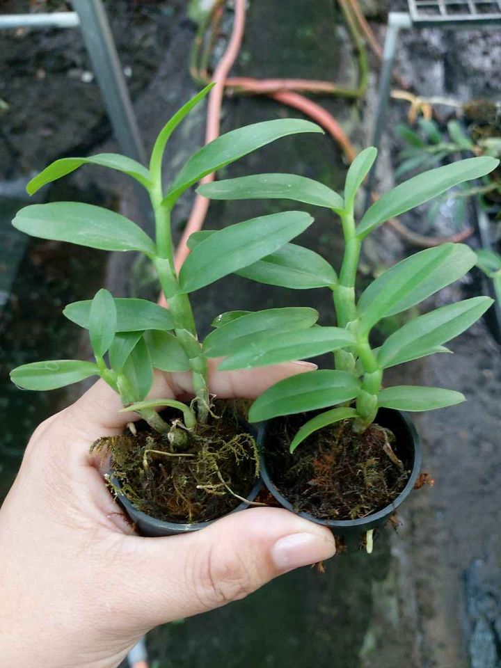 Lan Phi Điệp 🍀FREESHIP🍀 5ct Phú Thọ - HO - Bảo Duy [ Cây Giống ]