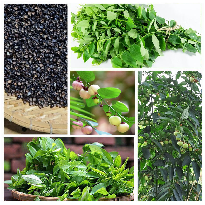 Hạt giống Cây rau ngót